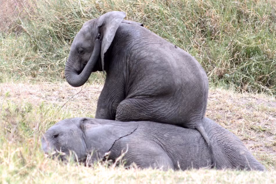 Thậm chí, những con voi con nghịch ngợm còn dùng cơ thể bạn bè mình để gãi mông, để ngồi, chứng minh rằng voi là loài động vật vui tính. (Nguồn Sina)