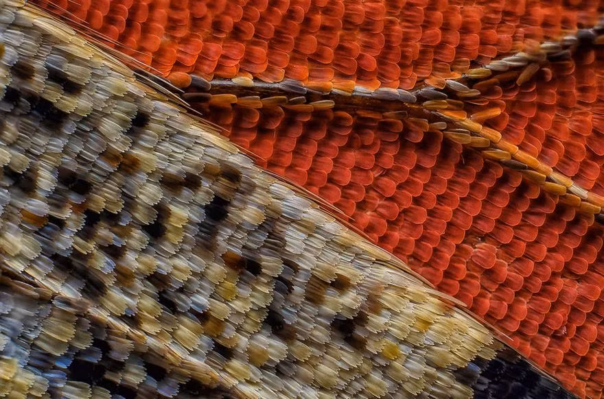 Những chiếc vảy ẩn dưới cánh bướm trông giống hệt như hàng triệu, hàng triệu chiếc lông vũ. (Nguồn Bored Panda)