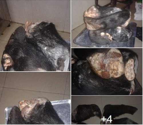 Thậm chí, những bàn tay, bàn chân gấu đen còn được một số người rao bán công khai trên trang mạng xã hội Facebook, trông rất rùng rợn.