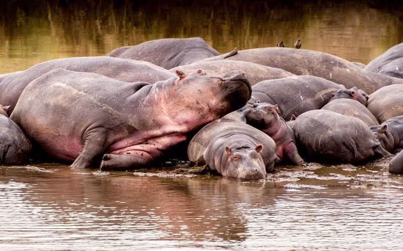 Những con hà mã trưởng thành có thể nặng đến 3 tấn, một khi chúng định troll những con hà mã con, chắc chắn những con hà mã con tội nghiệp sẽ phải chịu trận. (Nguồn Sina)