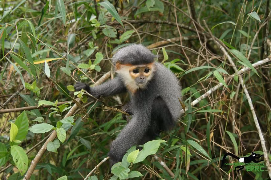 Đây là Omo, một cá thể chà vá chân xám, tên khoa học của loài là Pygathrix cinerea, là loài đặc hữu của Việt Nam. Chà vá chân xám nằm trong danh sách các loài cực kỳ nguy cấp trong sách đỏ của IUCN. Đây là một trong "25 Loài Linh trưởng bị đe dọa nhất Thế giới". (Nguồn Bored Panda)