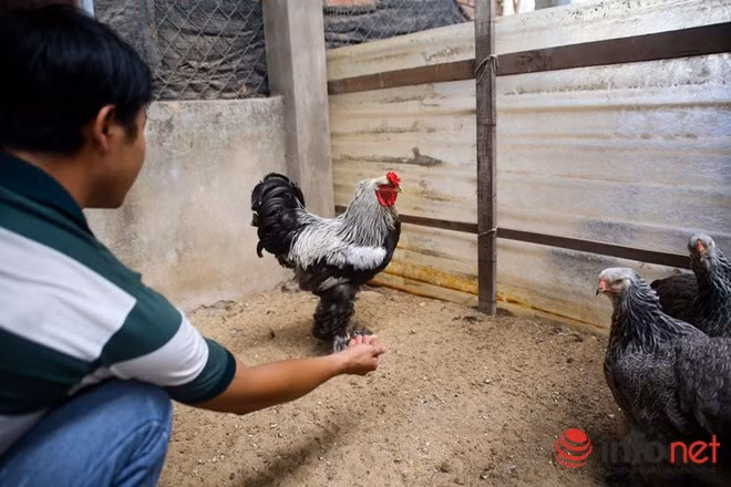 Những con trống có màu đậm hơn, với lông màu đen, nâu, màu chuối khô và những màu khác như trắng, xanh.