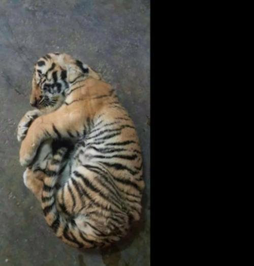 Tồi tệ hơn, ngay cả những con hổ con cũng bị săn giết không thương tiếc. Ảnh: Speakupforthevoiceless.org