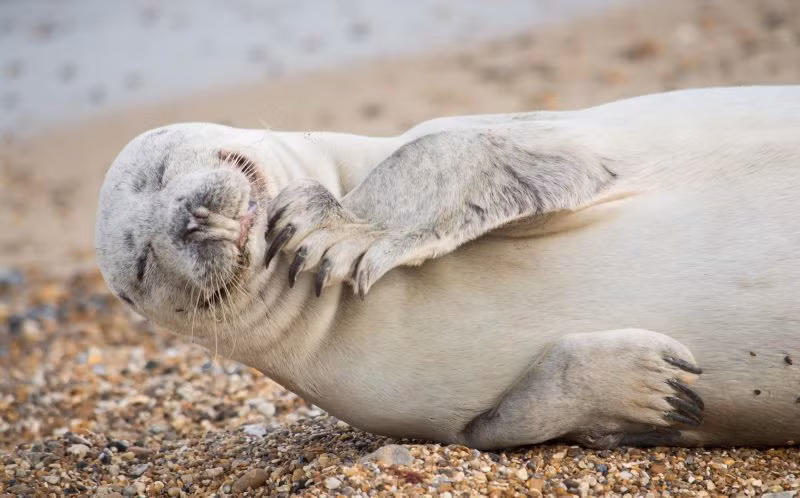 Nhiếp ảnh gia nghiệp dư Julie Saunders và vị hôn phu Ross Levere đã lái xe suốt ba giờ từ quê nhà ở Southend on Sea, Essex đến bãi biển Horsey tại Norfolk, Anh để có cơ hội ghi lại được những hình ảnh thú vị về loài hải cẩu xám. (Nguồn Metro)