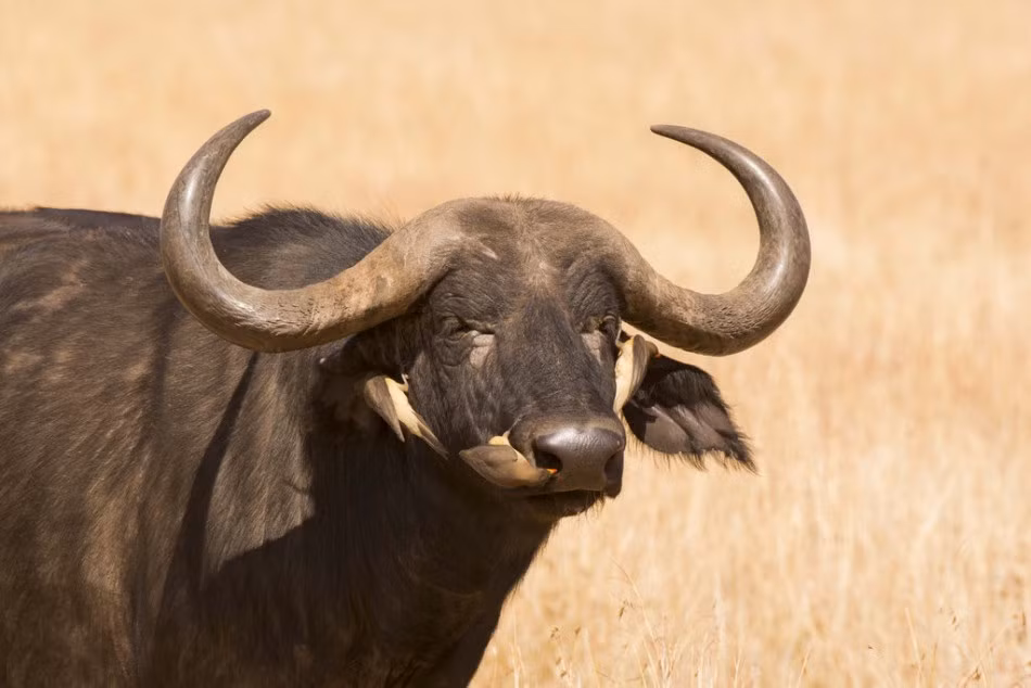 Trong một ngày, một chim Buphagus africanus trưởng thành sẽ ăn hơn 100 con ve hoặc 13.000 ấu trùng. Nếu gặp được đối tượng nào có nhiều ve bét hoặc ấu trùng ký sinh ngoài, chim Buphagus africanus sẽ "gọi hội" và "mở tiệc" ngay trên người đối tượng đó. (Nguồn Sina)