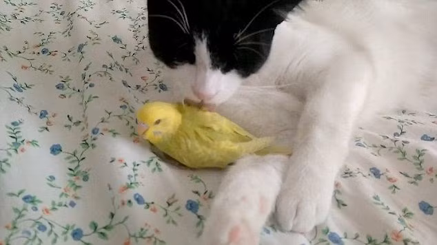 Thậm chí, khi rảnh rỗi, chú mèo khoang đen trắng còn chăm chút, chải chuốt cho bạn chim của mình bằng cách liếm láp, làm bóng mượt lông chim. (Nguồn Sina)