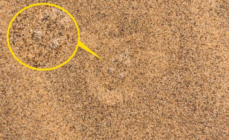 Bạn có thể nhìn thấy sinh vật nếu chỉ nhìn một lần hay không? Bộ da hoàn hảo giúp loài thằn lằn này ngụy trang hoàn hảo vào môi trường sa mạc, nơi mà nó sinh sống. (Nguồn Sina)