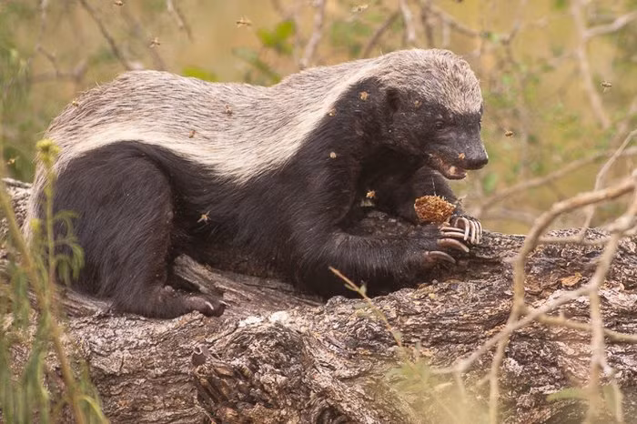 Thậm chí lửng mật còn ngông cuồng đến mức thoải mái tấn công tổ ong để hút mật, để mặc cho những con ong điên cuồng châm chích. (Nguồn Sina)