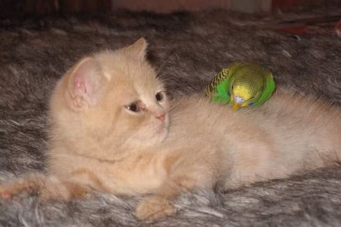 Trong thực tế, cũng có những chú mèo khác có sở thích và tính cách hiền lành tương tự, yêu thương những con chim chứ không vồ vập và săn giết loài chim. (Nguồn Sina)