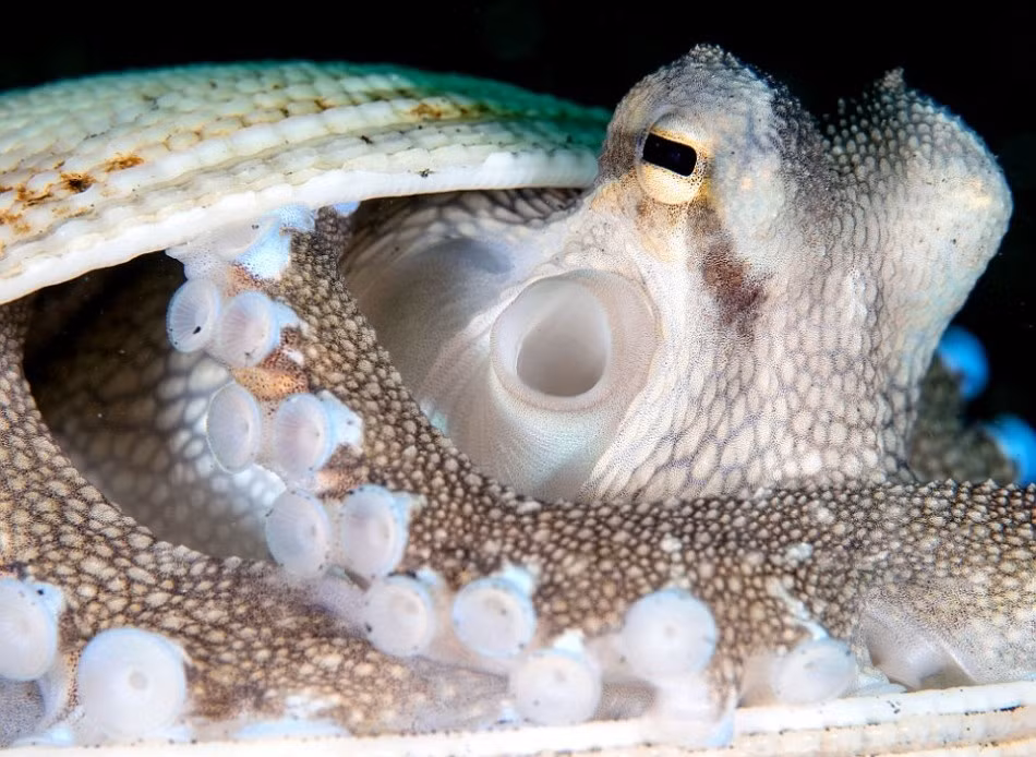 Cận cảnh bạch tuộc trốn trong ngôi nhà vỏ sò cứng cáp, chỉ thò đôi mắt ra ngoài để quan sát xung quanh. (Nguồn Sina)