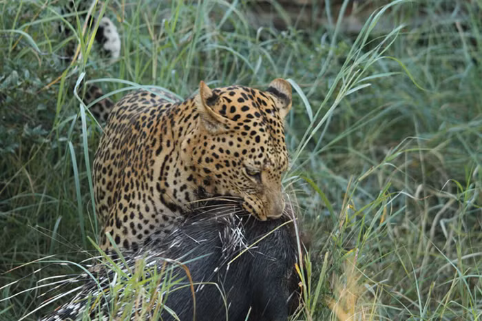 Nhổ gần hết đám lông nhím cứng, nhọn như chông, báo đốm tha con mồi lên cây cao để loại trừ mọi trường hợp rủi ro khi bị kẻ khác rình mò và đánh cướp bữa ăn mà nó phải rất vất vả mới có được. (Nguồn Africa Geographic)