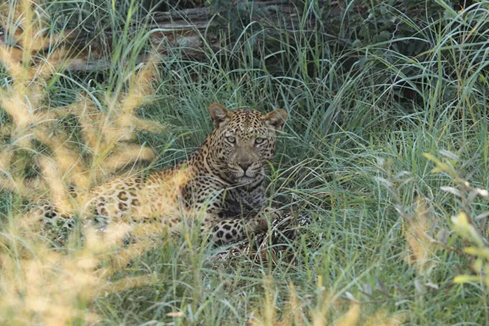 Để thưởng thức được thịt nhím, báo đốm phải vất vả hơn, nó phải cẩn thận nhổ từng chiếc gai trên người con mồi để tránh trường hợp bị đâm vào lưỡi và cổ họng khi đang ăn. (Nguồn Africa Geographic)