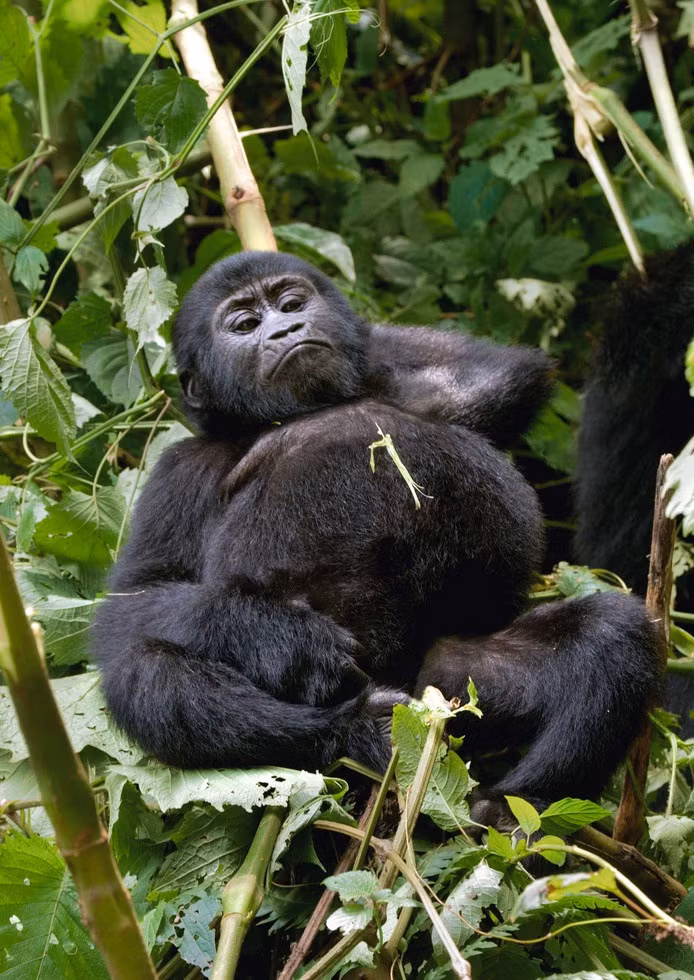 Ngoài ra, nhiếp ảnh gia Andrey Gudkov cũng chụp lại được những hình ảnh thú vị khác về loài linh trưởng quý hiếm này. Trong ảnh là một con khỉ đột con đang hướng cái nhìn khó chịu về phía Andrey Gudkov khi anh cố gắng tiếp cận nó. (Nguồn Sina)