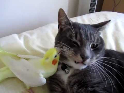 Chú chim nhỏ thể hiện tình cảm khác biệt với người bạn mèo của mình. (Nguồn Sina)