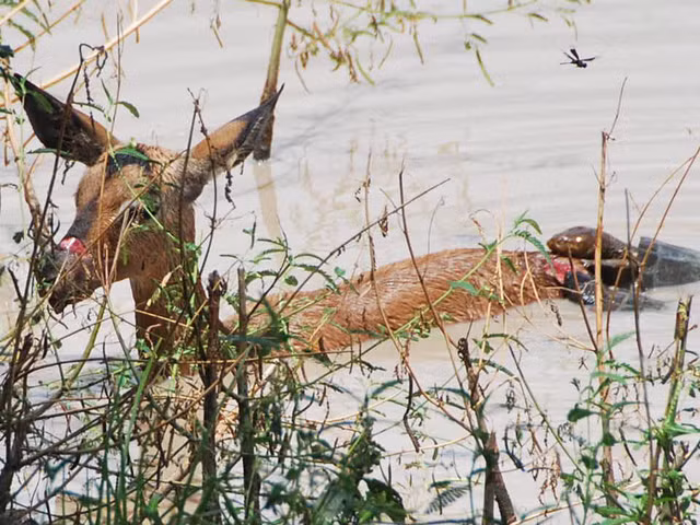 Ngay sau khi cá sấu bỏ đi, hai con rùa vội bò lên người linh dương con và tiến thằng đến miệng vết thương hở trên lưng của linh dương con để cắn và nhai những mảnh thịt nhỏ của linh dương con. Có vẻ như kẻ chiến thắng duy nhất trong trận chiến này chính là những con rùa cơ hội. (Nguồn Africa Geographic)