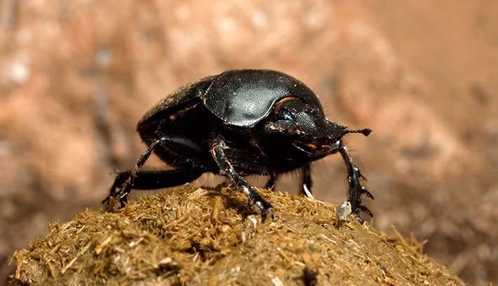 Đặc biệt, những quả bóng ấp này thường nặng gấp 50 lần trọng lượng cơ thể của bọ phân. Kỷ lục được ghi nhận là có một con bọ phân bố đã đẩy bóng ấp nặng gấp 1141 lần trọng lượng của nó. Điều đó tương đương với một người nặng 90kg đẩy một chiếc xe tải 102 tấn. (Nguồn Africa Geographic)