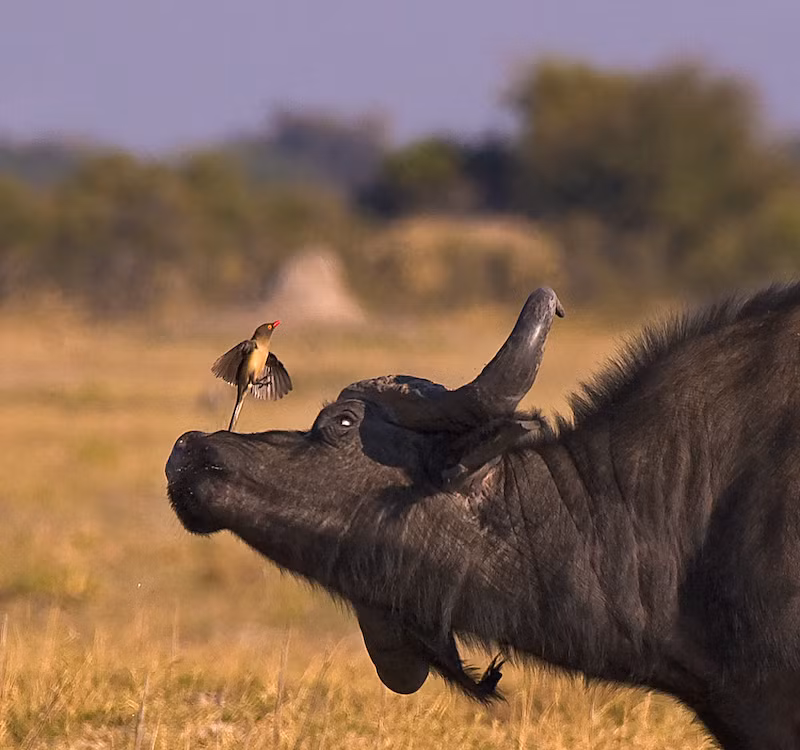 Thực tế, các nhà nghiên cứu đã quan sát thấy chim Buphagus africanus tạo ra các vết thương mới và làm rộng các vết thương cũ nhằm hút máu các con vật mà chúng cưỡi trên lưng. (Nguồn Sina)