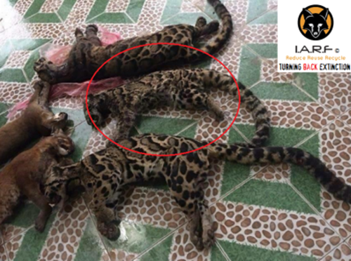 Cả những mèo quý hiếm có bộ lông tuyệt đẹp cũng không thoát khỏi số phận bị thảm bị săn giết để lấy da, lông, xương. Ảnh: Speakupforthevoiceless.org