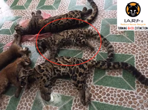 Cả những mèo quý hiếm có bộ lông tuyệt đẹp cũng không thoát khỏi số phận bị thảm bị săn giết để lấy da, lông, xương. Ảnh: Speakupforthevoiceless.org