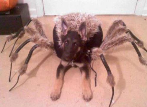 Hóa thân thành nhện khổng lồ, chú chó con khiến nhiều người kinh hồn bạt vía khi xuất hiện trong đêm. (Nguồn List25)