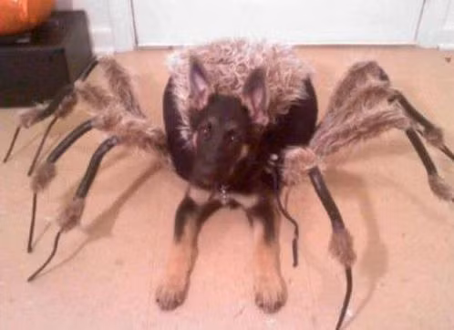 Hóa thân thành nhện khổng lồ, chú chó con khiến nhiều người kinh hồn bạt vía khi xuất hiện trong đêm. (Nguồn List25)