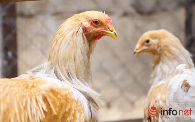 Giống gia cầm này từng sản xuất trứng cho thị trường Paris (Pháp) trong những năm đầu của thế kỷ XX. Mặc dù vẫn là giống gà chuyên trứng nhưng đến nay, nó được xem là một vật để nuôi cảnh, triển lãm.