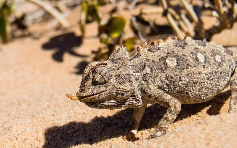 Sau khi chụp lại được những hình ảnh quý giá, Sönke Peters không ngừng xem đi xem lại và hi vọng mình có dịp quay trở lại châu Phi trong thời gian sớm nhất có thể để hòa mình vào cuộc sống thiên nhiên hoang dã nơi đây. (Nguồn Sina)
