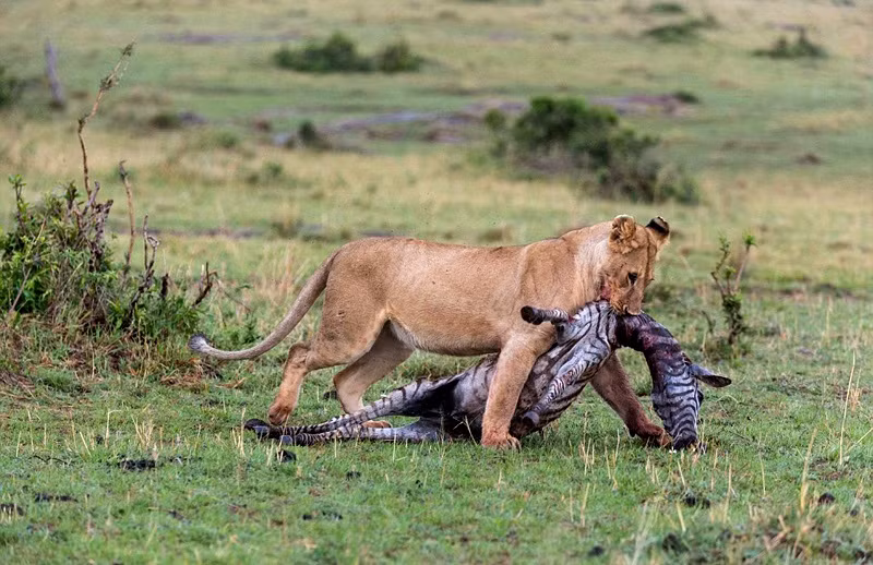 Nhiếp ảnh gia Ellis Braun đã ghi lại được những hình ảnh ấn tượng ở vùng đồng bằng phía nam châu Phi khi một con sư tử cái trẻ tuổi đang cố gắng kéo chiến lợi phẩm của nó - một con ngựa vằn, vượt qua những khu vực nguy hiểm để vào trong những bụi cây vắng. (Nguồn Sina)
