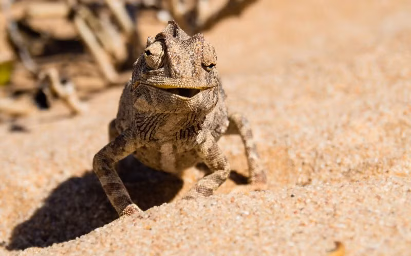 Theo Sönke Peters, anh đã muốn chụp lại những hình ảnh về loài tắc kè hoang dã khi chúng săn mồi trong thiên nhiên từ lâu nhưng ở Đức, những con tắc kè chỉ tồn tại trong vườn thú. (Nguồn Sina)