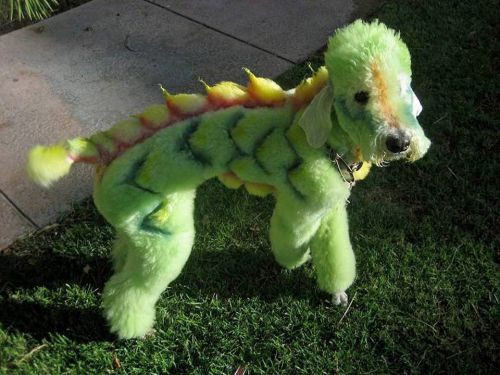 Được chủ nhân nhuộm lông và tạo hình thành một con rồng, chú chó tự tin tạo dáng. (Nguồn List25)