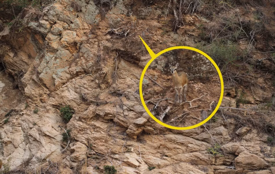 Không chỉ có các loài săn mồi biết ngụy trang, những động vật hiền lành cũng biết tận dụng môi trường để ẩn náu, tránh bị kẻ thù phát hiện. Trong ảnh là một con hươu nhỏ đứng lẫn vào khu vực đất đá có màu sắc trùng khớp với màu lông của nó. (Nguồn Sina)