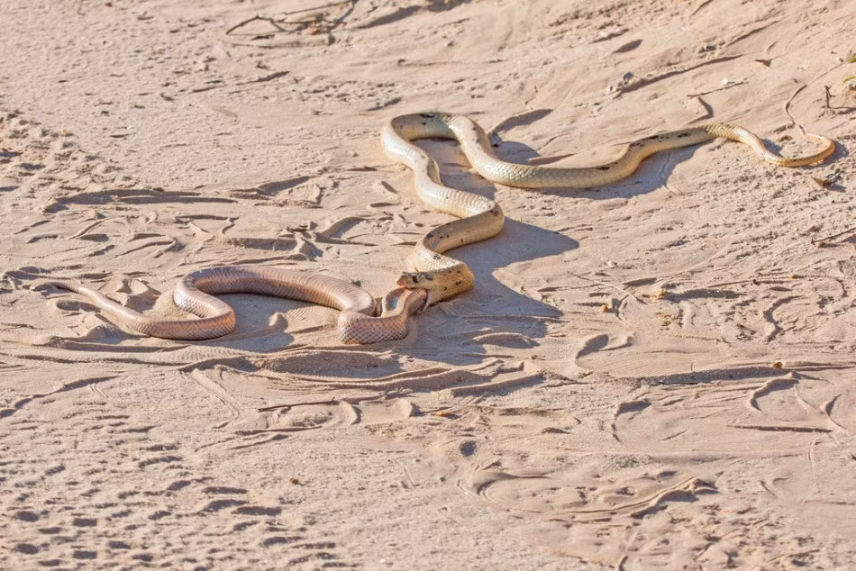 Theo chia sẻ, đây là lần đầu tiên nhiếp ảnh gia Thinus van Staden được chứng kiến ảnh rắn ăn thịt đồng loại, con rắn bị ăn thịt là một con rắn nước, một loài rắn không độc có nhiều ở Nam Phi. (Nguồn Sina)