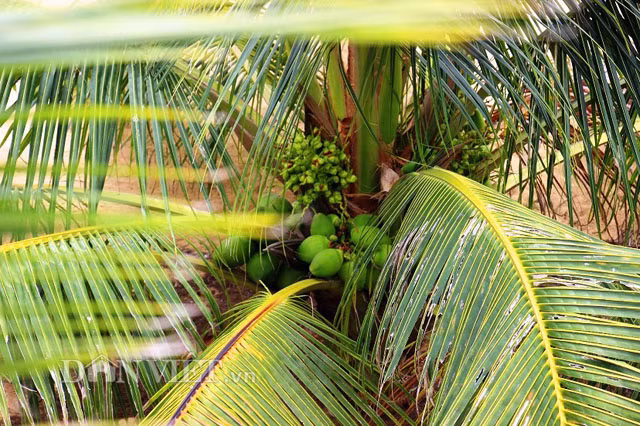 Sau 3 năm, hiện nay trong số 130 cây dừa xiêm lùn da xanh thì đã có hơn 70% cây trong vườn ông Nguyễn Văn Dậu (SN 1956, trú xã Tam Quan Nam, huyện Hoài Nhơn, Bình Định) đã ra trái.