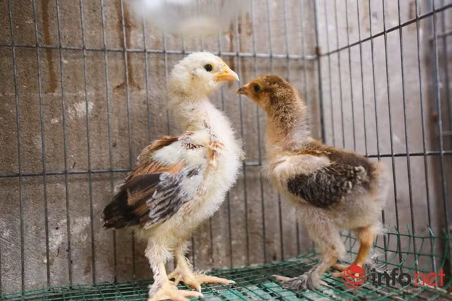 Gà con khi mới nở đã có lông dưới dân, khỏe mạnh và lớn nhanh. Gà con được bán với trung bình 1 triệu/con.