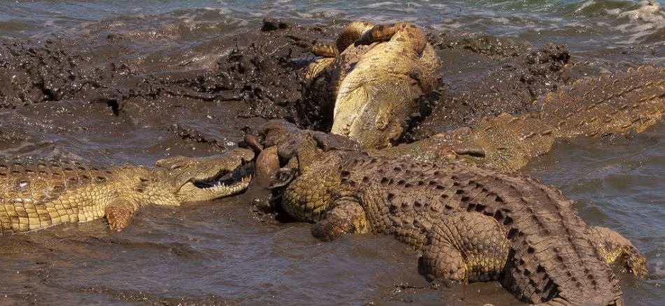 Cá sấu không có khái niệm tình thân, không có khái niệm tình bạn, đồng loại. Khi động đến quyền lợi, chúng sẵn sàng tử chiến với nhau và kẻ thua chắc chắn sẽ phải chịu số phận làm thức ăn cho kẻ thắng. (Nguồn Sina)