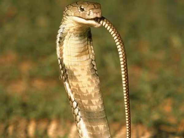 Trong tự nhiên, những màn rắn ăn thịt rắn thực sự không hiếm. Chỉ cần đói bụng, những con rắn độc âm hiểm có thể sẵn sàng ăn thịt chính đồng loại cùng loài với mình và những loài rắn họ hàng khác. (Nguồn Sina)