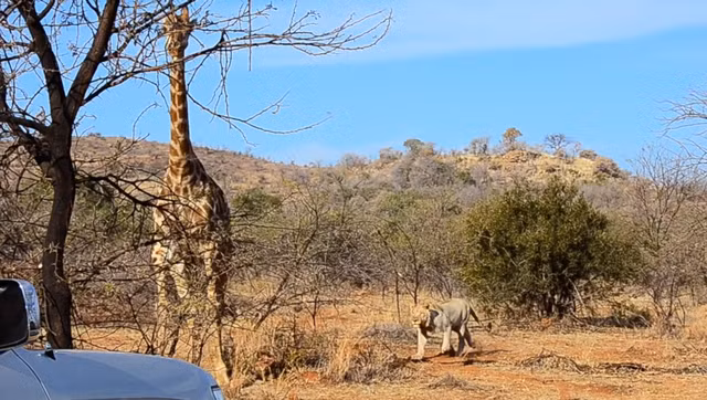 Một thời gian ngắn sau, không chịu đựng nổi sự đau đớn hành hạ, hươu con trút hơi thở cuối cùng. Vô cùng khó khăn để chấp nhận sự thật, hươu cao cổ mẹ bước đi, không dám quay lại nhìn đứa con mình bị sư tử xé xác.