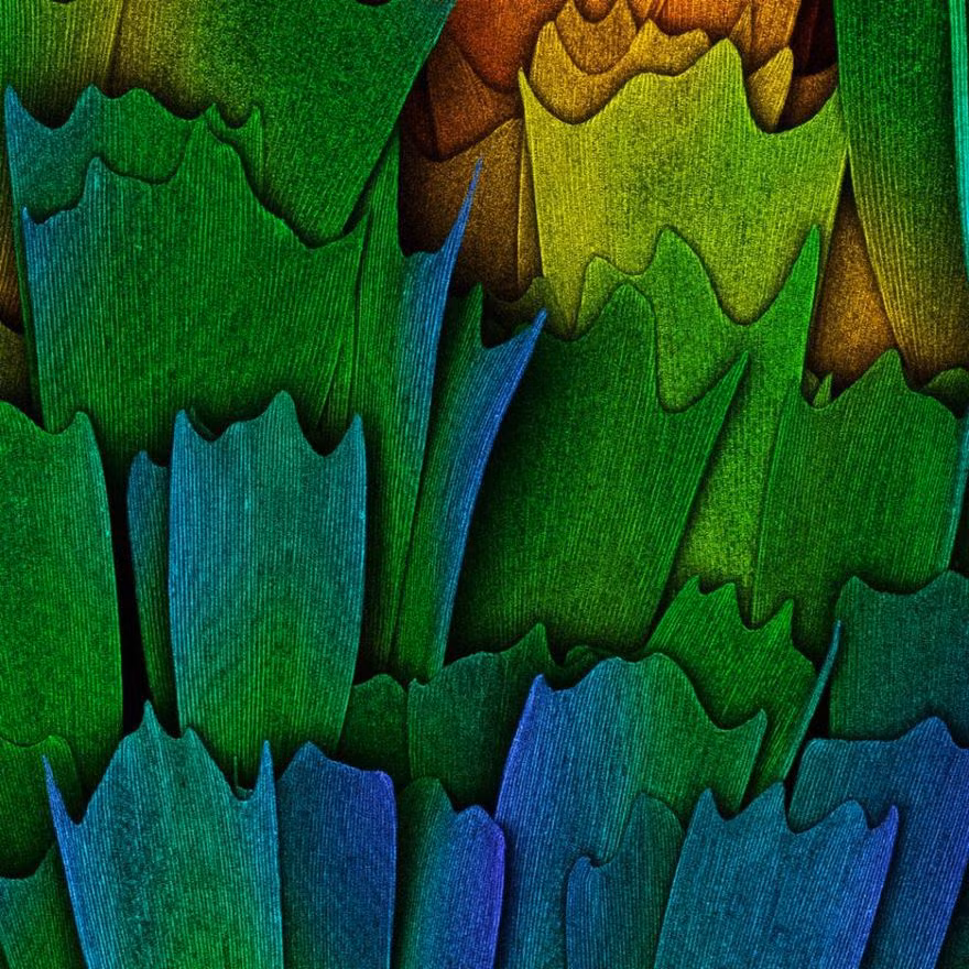 Những vảy nhung tuyệt đẹp của cánh bướm. (Nguồn Bored Panda)