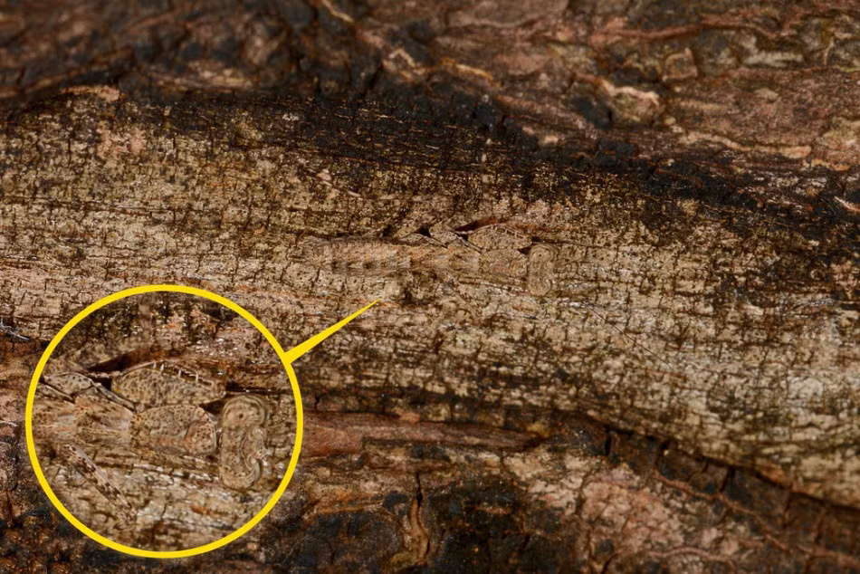 Hoàn toàn ẩn vào trong thân cây, con rắn này gần như biết thuật tàng hình của các ninja Nhật bản. (Nguồn Sina)