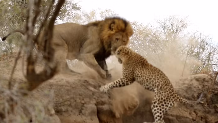 Khoảnh khắc báo đốm chạy thoát khỏi móng vuốt của sư tử đực.