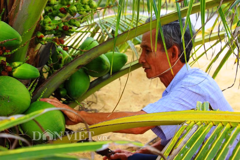 Ông Dậu cho biết: “Lúc mới trồng ai cũng bảo tôi bị “điên, khùng” khi đổ hơn 100 triệu đồng trồng dừa ven biển nhưng giờ tôi đã thành công. Hiện nay, tuy lượng trái chỉ mới đạt mỗi tháng khoảng từ 10-20 trái/buồng. Nhưng trong thời gian 1- 2 năm tới thì việc cho trái mới thật sự ổn định với dự kiến từ 150-200 trái/cây/năm”.