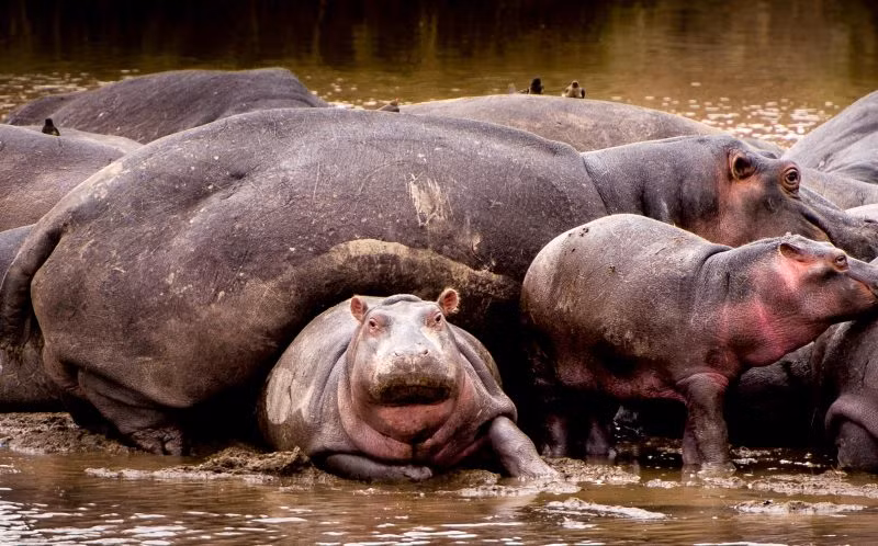 Nhiếp ảnh gia Julia Sundukova, người đam mê và đã chụp được nhiều hình ảnh thú vị về cuộc sống của loài hà mã mới đây tiếp tục khiến người xem mãn nhãn với những khoảnh khắc hài hước, kịch tính khi hà mã con vật vã để thoát khỏi màn "lấy thịt đè người" của con hà mã trưởng thành đang vội vã chạy về phía mẹ trên dòng sông Mara, Tanzania. (Nguồn Sina)