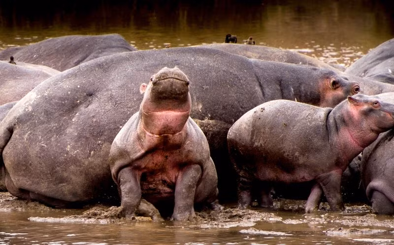 Phải rất khó khăn, nhích từng chút một và không ngừng gồng lên, cuối cùng hà mã con cũng kéo được 3/4 cơ thể ra khỏi cảnh bị chèn ép. (Nguồn Sina)