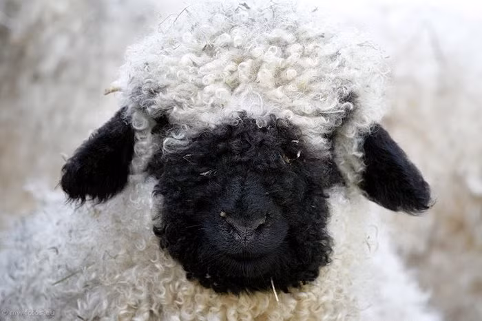 Thậm chí, chúng còn được cho là nguyên mẫu tạo hình của bộ phim Shaun the Sheep được sản xuất theo công nghệ hoạt hình búp bê này. (Nguồn Bored Panda)