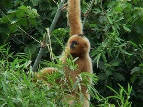 Tại vườn quốc gia này, các nhà khoa học cũng đã xác định được 280 loài bướm, 7 loài trong số đó lần đầu tiên được ghi nhận ở Việt Nam tại Cúc Phương vào năm 1998.