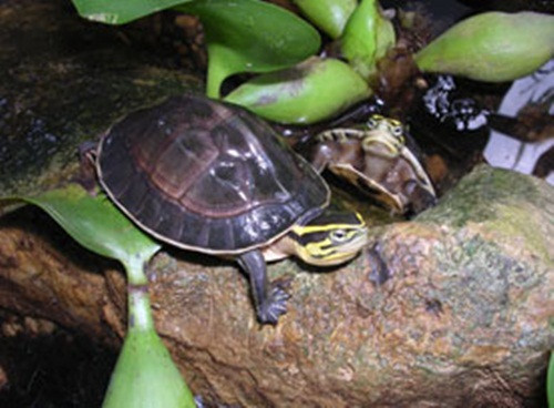 Du khách đến đây sẽ được khám phá hệ động thực vật phong phú, chiêm ngưỡng cảnh quan thiên nhiên đẹp, tham gia các chương trình du lịch sinh thái, nghỉ dưỡng, lửa trại, mạo hiểm, nghiên cứu và văn hóa lịch sử.