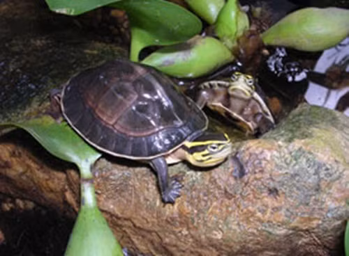 Du khách đến đây sẽ được khám phá hệ động thực vật phong phú, chiêm ngưỡng cảnh quan thiên nhiên đẹp, tham gia các chương trình du lịch sinh thái, nghỉ dưỡng, lửa trại, mạo hiểm, nghiên cứu và văn hóa lịch sử.