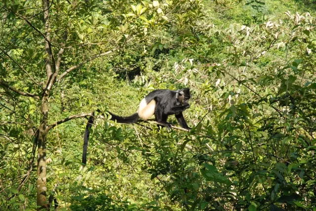 Với những đặc điểm sinh thái hấp dẫn như vậy, vườn quốc gia Cúc Phương thực sự là một địa điểm du lịch nổi tiếng về sinh thái, môi trường, thu hút khoảng vài trăm nghìn lượt khách hàng năm.