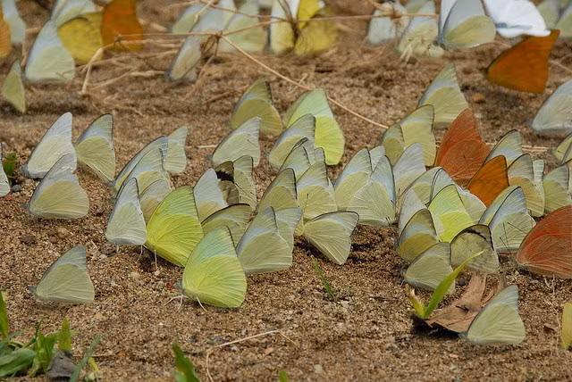 Đặc biệt, tại đây có trung tâm cứu hộ, bảo tồn và phát triển sinh vật. Nơi đây sẽ làm nhiệm vụ cứu hộ, bảo tồn và phát triển các loài động thực vật hoang dã quý hiếm đang bị đe dọa nguy cấp ở Việt Nam; nghiên cứu tập tính, sinh lý, sinh sản trong nuôi nhốt các loài động vật hoang dã quý hiếm phục vụ công tác bảo tồn và phát triển; sưu tập, gây trồng bảo tồn nguồn gen và tạo giống các loài thực vật quý hiếm của Việt Nam.