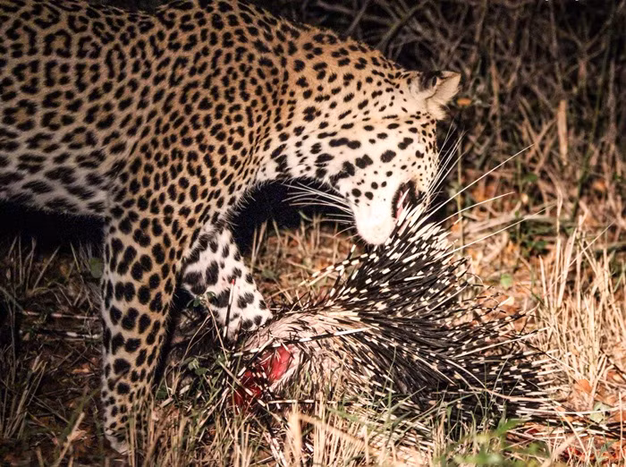 Khi săn được rồi, việc ăn uống cũng là cả một vấn đề, báo đốm buộc phải nhổ từng chiếc lông nhím để có thể cắn xé thịt con mồi. (Nguồn Africa Geographic)
